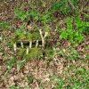 04 Aktion April 25 Feen und Wichtelwald